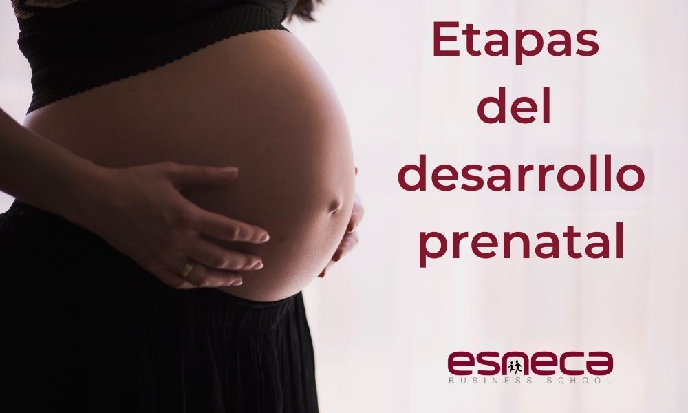 ¿Qué es el desarrollo prenatal y cuáles son sus etapas?