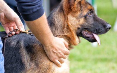 Adiestramiento de Perros para Defensa y Vigilancia