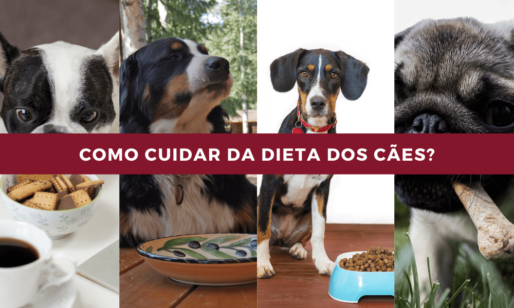 Cuidar a alimentação em cães, como se faz?