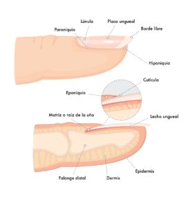 Anatomía de la uña