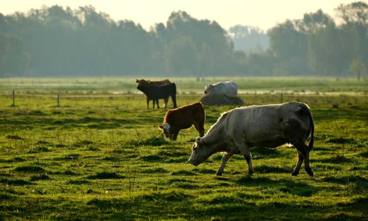 ¿Qué son los animales rumiantes y por qué son tan especiales?