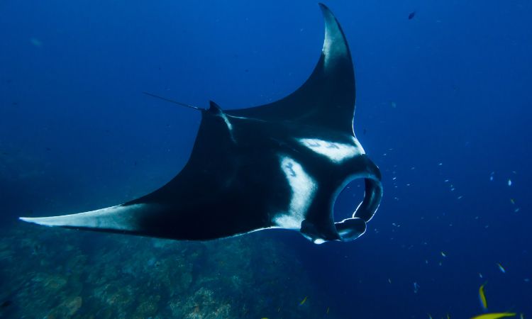 Biología marina: una mirada al corazón de los océanos
