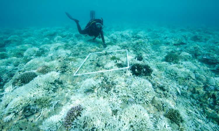 Biólogo marino: qué hace, cómo formarte y por qué puede ser tu camino profesional