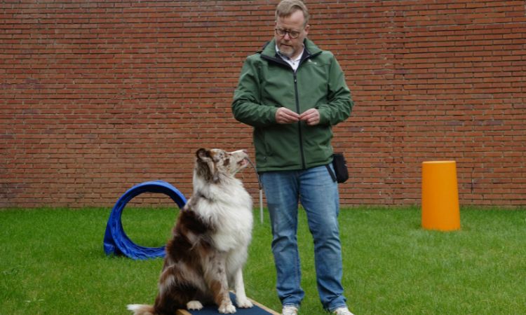 ¿Dónde estudiar adiestramiento de perros para defensa? Empieza tu carrera con éxito
