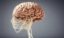 Descubre dónde estudiar neuropsicología y por qué hacerlo en Esneca