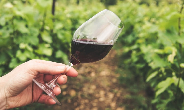 Como é o processo de elaboração do vinho?