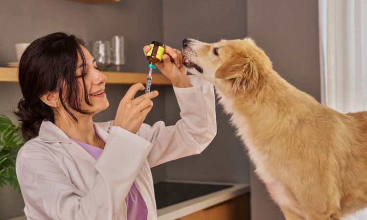 ¿Qué es una farmacia veterinaria y por qué es clave para el cuidado de tus mascotas?