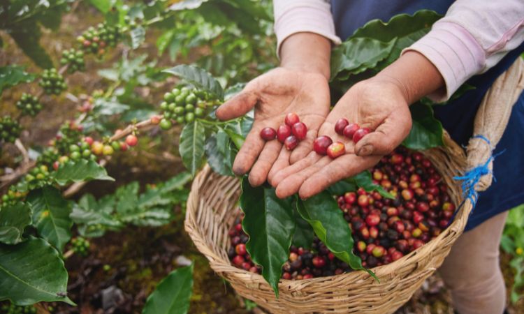 Historia del café: un breve recorrido por su origen y expansión