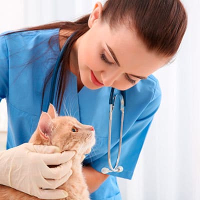 Estudiar maestría de auxiliar técnico veterinario
