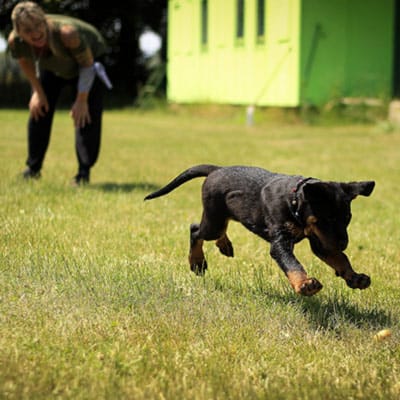 Estudiar maestría en adiestramiento y conducta canina