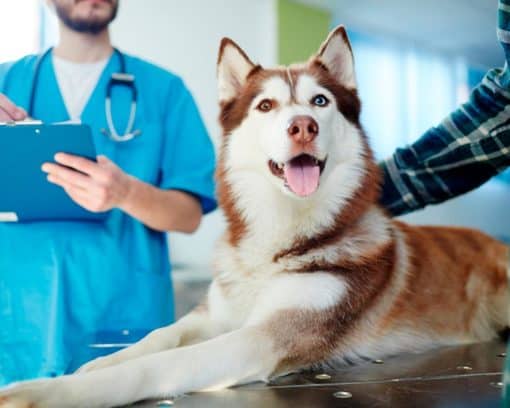 Estudiar maestría en nutrición animal (animales de compañía)
