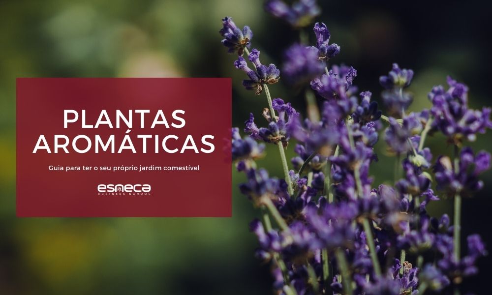 Como fazer uma horta com plantas aromáticas?