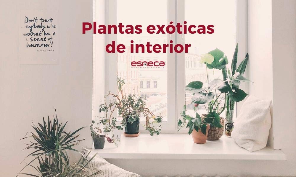 5 plantas exóticas de interior para decorar a sua casa