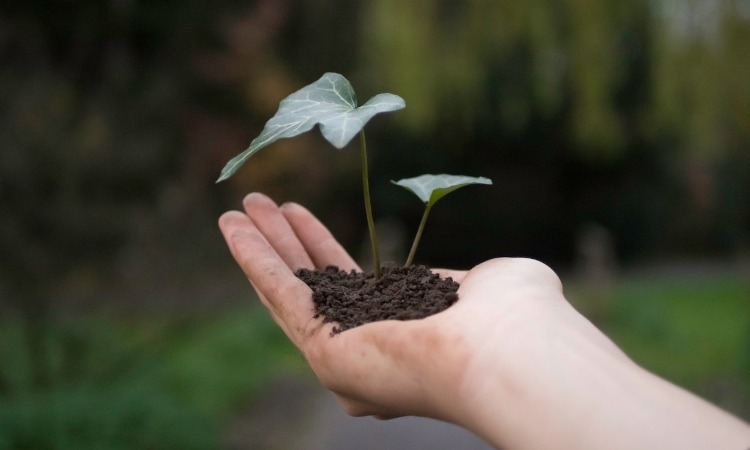 ¿Cuál es la relación de la sustentabilidad y la sostenibilidad con el medio ambiente?